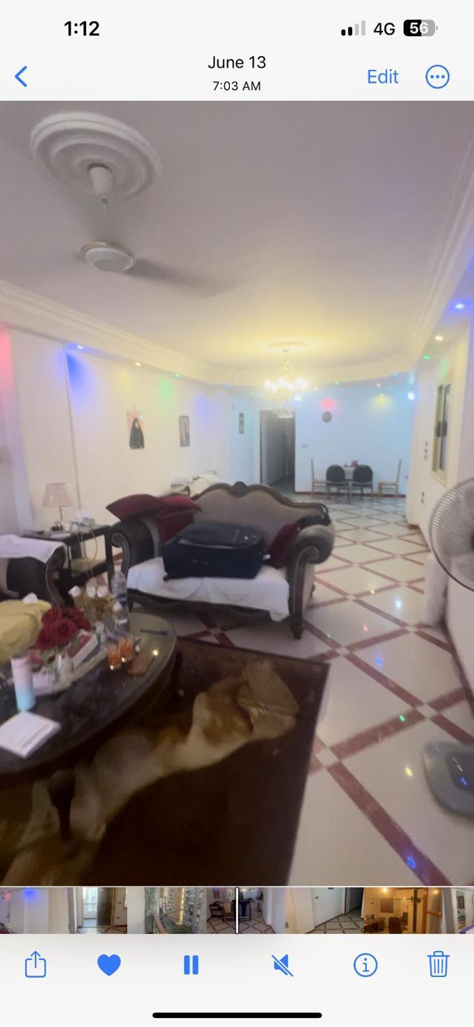عذراء الزيتون *